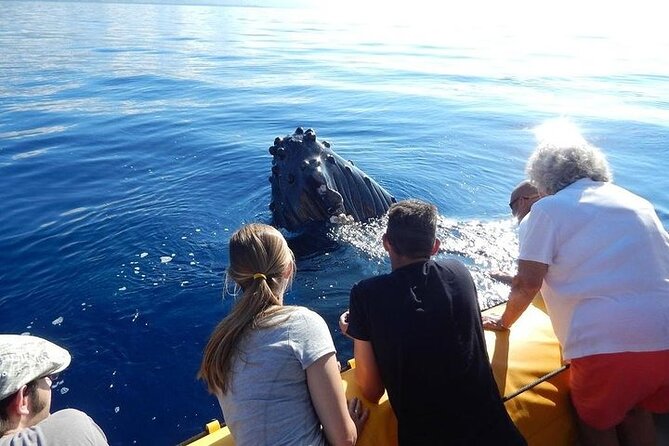 2.5 Hour Whale Escape Tour - Why “Whale Escape” makes sense for Maui, not just any boat tour