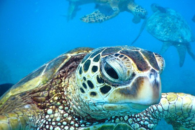 2.5 Hour Xpress Snorkel from Ka’anapali Beach - Key points that matter before you go