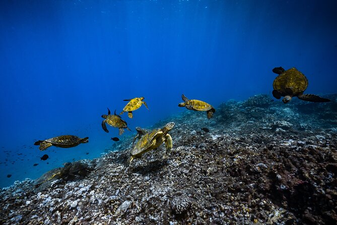 2.5 Hour Xpress Snorkel from Ka’anapali Beach - The return ride includes drinks, snacks, and real comfort