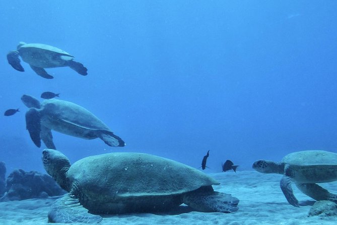 2.5 Hour Xpress Snorkel from Ka’anapali Beach - The express schedule that gives you more water time