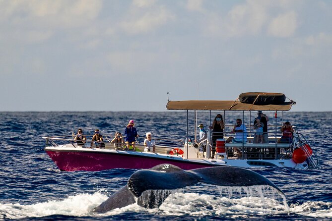 2 Hour Afternoon Lahaina Whale Watch - 2-Hour Lahaina Whale Watch: the vibe you want in Maui
