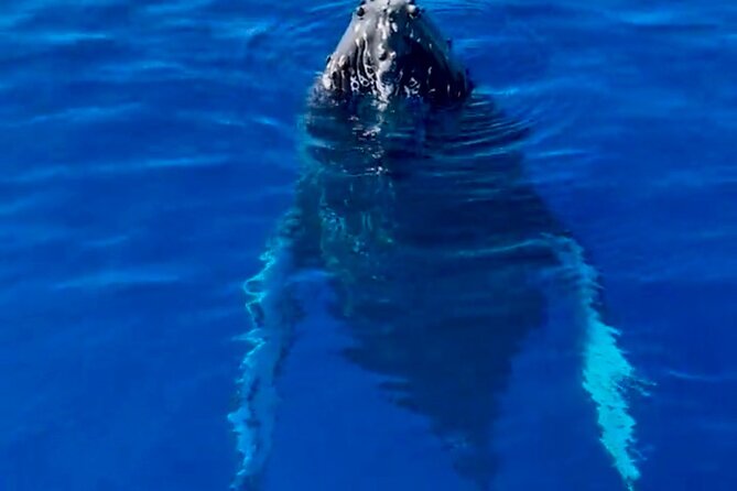 2 Hour Afternoon Lahaina Whale Watch - The whale watching rhythm: spotting, positioning, and staying ready