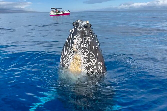 2 hour Lahaina Sunrise Whale Watch - Quick Hits Before You Go