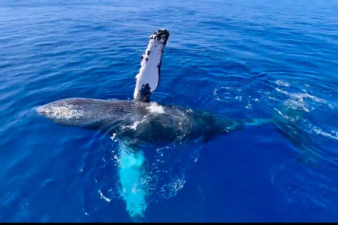 2 hour Lahaina Sunrise Whale Watch - The boat experience, small group, and the no-shoes rule