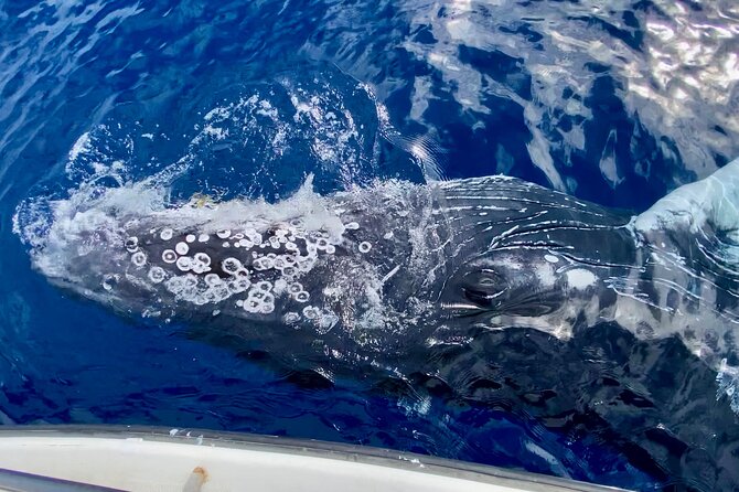 2 hour Lahaina Sunrise Whale Watch - Hydrophone time: hearing humpbacks sing at sunrise