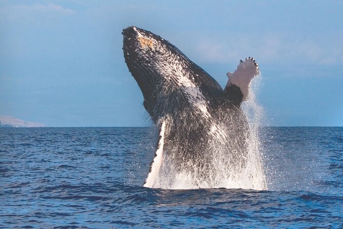 2-Hour Ma'alaea Humpback Whale Watching Cruise for up to 6 Guests - Why this Maalaea whale cruise feels worth the money