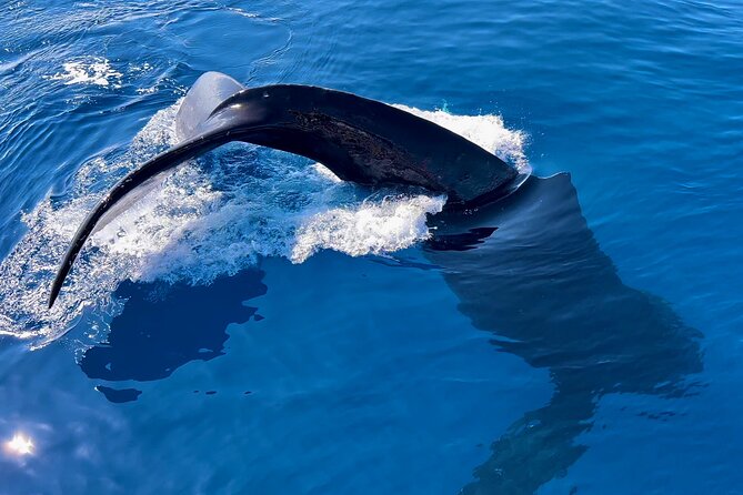 2 Hour Prime Time Maui Whale Watching - Prime time humpbacks off West Maui, what you are really chasing
