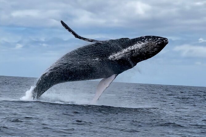 2 Hour Prime Time Maui Whale Watching - Crew talk, whale song, and how small groups change the experience