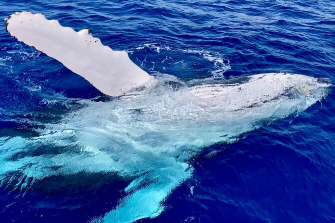 2 Hour Prime Time Maui Whale Watching - Island views during Maui whale season, Molokai to Haleakala