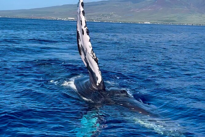 2 Hour Prime Time Maui Whale Watching - Book it or pass, who this tour fits best