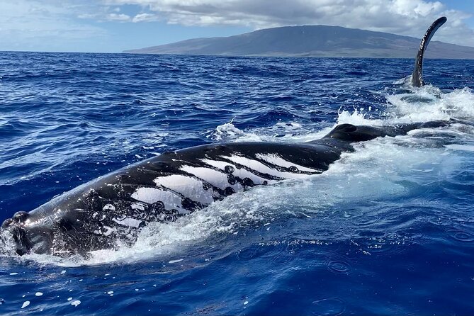 2 Hour Prime Time Maui Whale Watching - FAQ