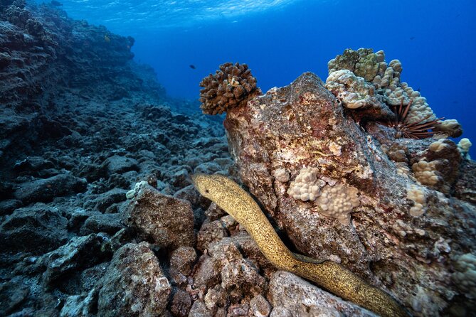 2-Tank Dive Featuring the Molokini Crater - Stop 2: the second underwater site choice