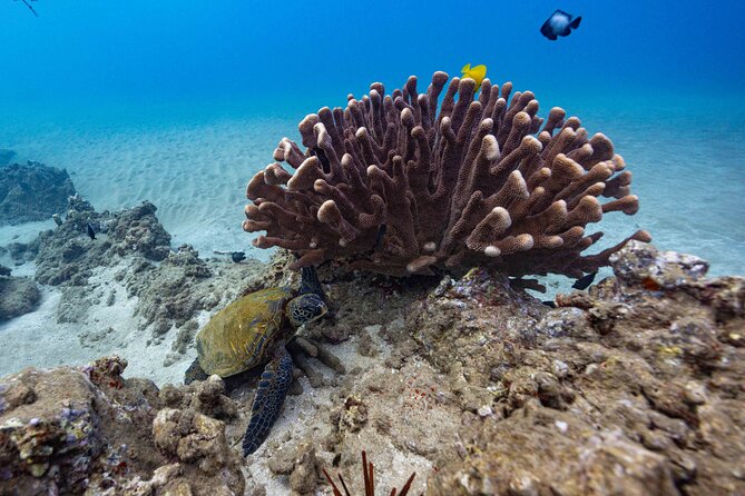 2-Tank Dive Featuring the Molokini Crater - Price and value: is $249 a good deal?
