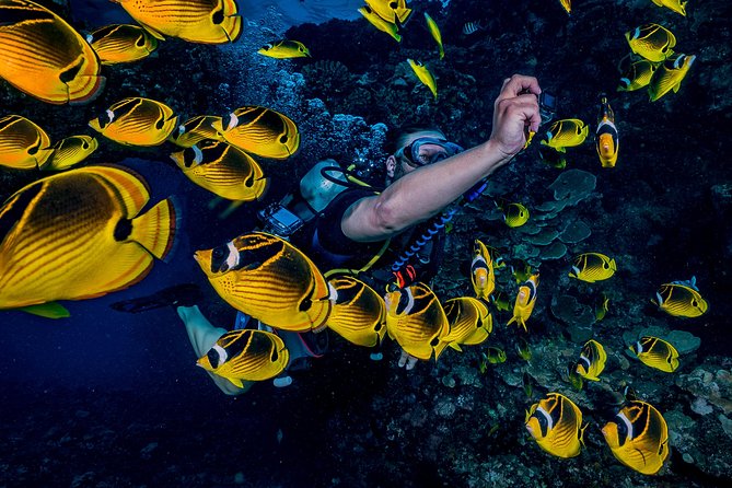 2 Tank Lanai Cathedral Scuba Dive Via Boat for Certified Divers - What the two underwater sessions feel like, in real terms