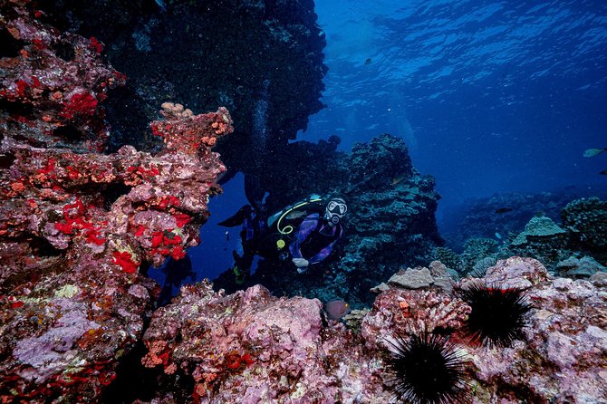2 Tank Lanai Cathedral Scuba Dive Via Boat for Certified Divers - Who should book this Lanai Cathedral two-tank session?