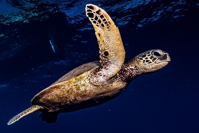 2-Tank Maui Turtle Scuba Dive or Snorkel Boat Tour - Where the afternoon starts at Front Street
