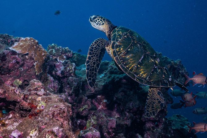 2-Tank Maui Turtle Scuba Dive or Snorkel Boat Tour - Price of $245.48: what you’re really buying