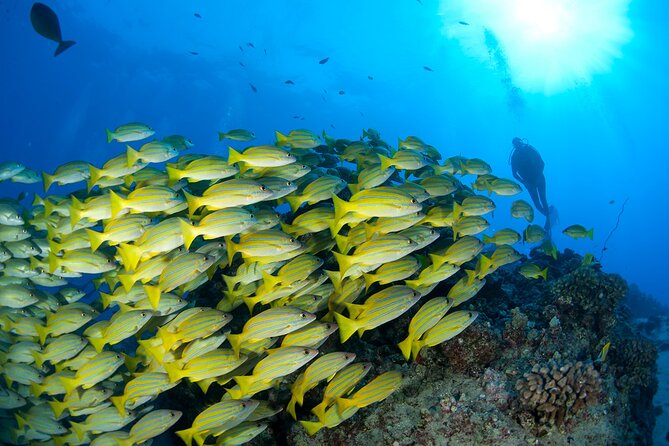 3-Tank Dive Featuring the Molokini Crater - Requirements and safety rules you need to plan around