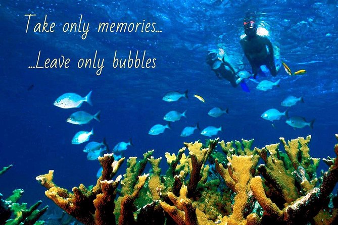 5 Hour Molokini Snorkel & Turtle Tour in Maui - What’s included, what to bring, and how to avoid common snorkel mistakes