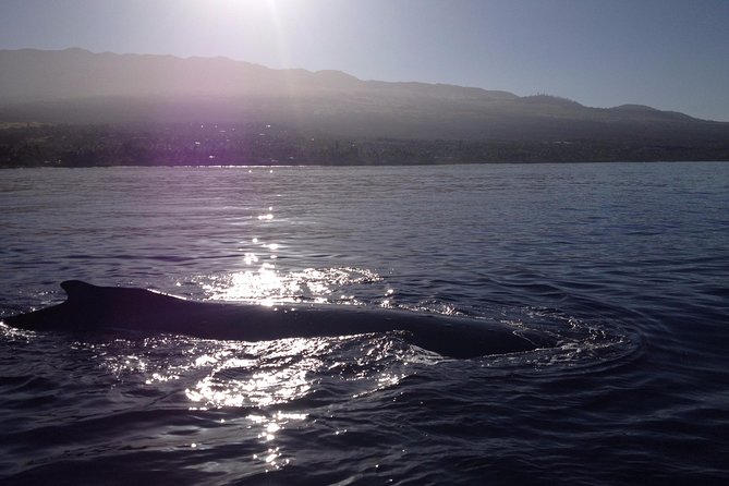 5 Hour Molokini Snorkel & Turtle Tour in Maui - Stop 1, Molokini Crater snorkel time that feels like swimming in an aquarium