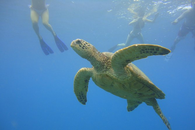 Afternoon Adventure Snorkel from Ka'anapali - Key highlights worth planning around