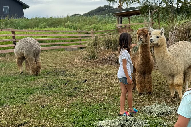 Alpaca Farm Experience on the Road to Hana - Quick, Real-World Highlights (Read This First)