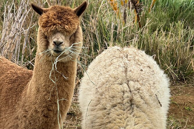 Alpaca Farm Experience on the Road to Hana - What This 30-Minute Alpaca Visit Feels Like on Hana Road