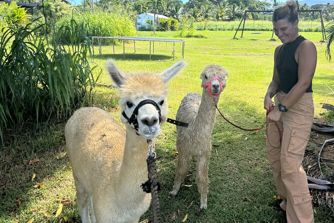 Alpaca Farm Experience on the Road to Hana - Where You Start: 4930 Hana Hwy in Haiku