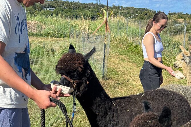 Alpaca Farm Experience on the Road to Hana - The Alpaca Part: Why This Works Better Than You Think