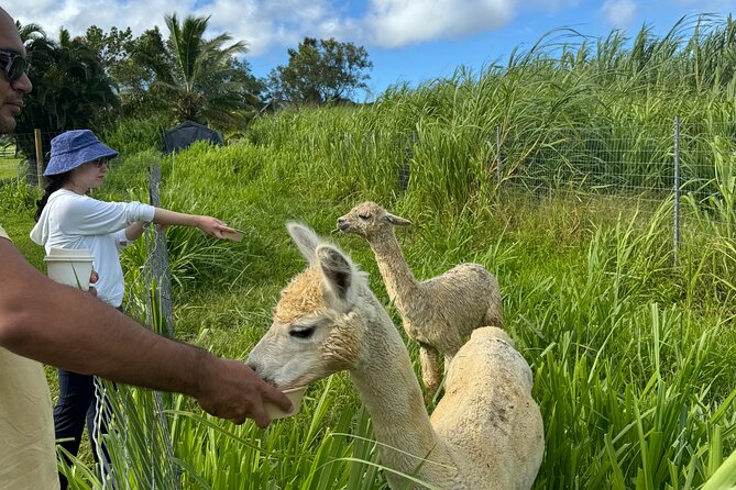 Alpaca Farm Experience on the Road to Hana - Who This Suits Best (And Who Might Want Something Else)