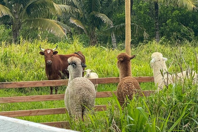 Alpaca Farm Experience on the Road to Hana - Guide Energy and Animal Safety: The Real Difference