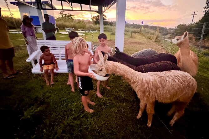 Alpaca Farm Experience on the Road to Hana - Price and Value: Is $49 for 30 Minutes Fair?