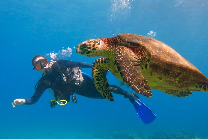 Beginner Scuba Dive in Lahaina: Swimming Required - Key Things to Know Before Your First Maui Scuba Session
