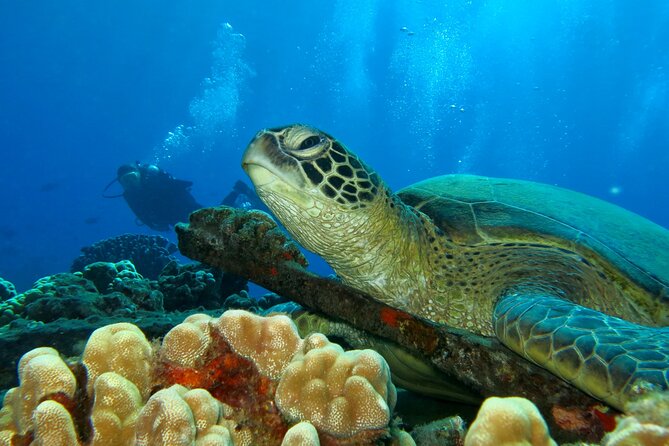 Beginner Scuba Dive in Lahaina: Swimming Required - Kaanapali Shore Conditions Make This a True Beginner Setup