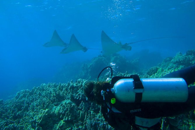 Beginner Scuba Dive in Lahaina: Swimming Required - Gear, Snacks, and Instructor Attention for $229