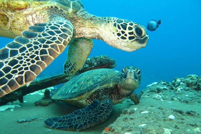 Beginner Scuba Dive in Lahaina: Swimming Required - Who This Works For, and Who Should Skip It