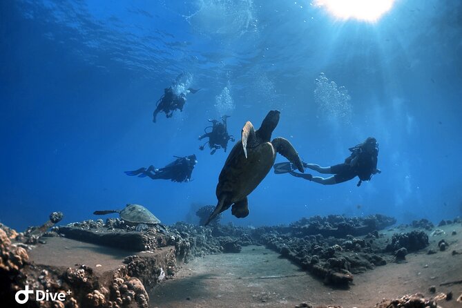 Beginner Scuba Dive in Lahaina: Swimming Required - Kahekili Beach Park Wildlife Odds (Turtles, Eels, Fish, More)