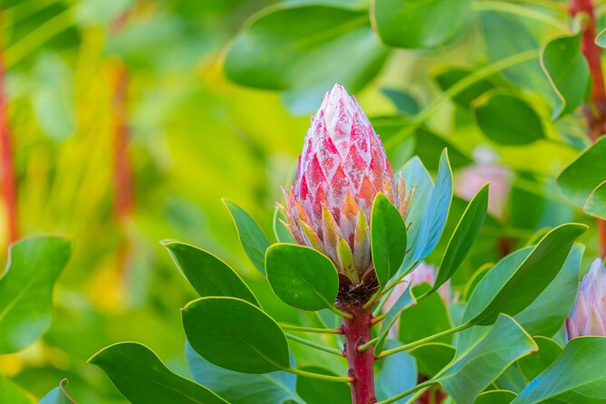 Best of Maui Tour: Sips, Sites and Bites with Lunch - Should You Book Sips, Sites and Bites on Maui?