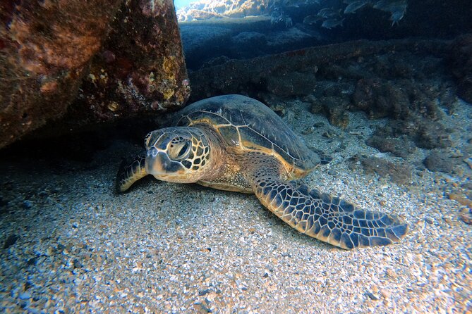 Certified Divers! Scuba dive the Ka'anapali Coast and more! - Key things to know before you go