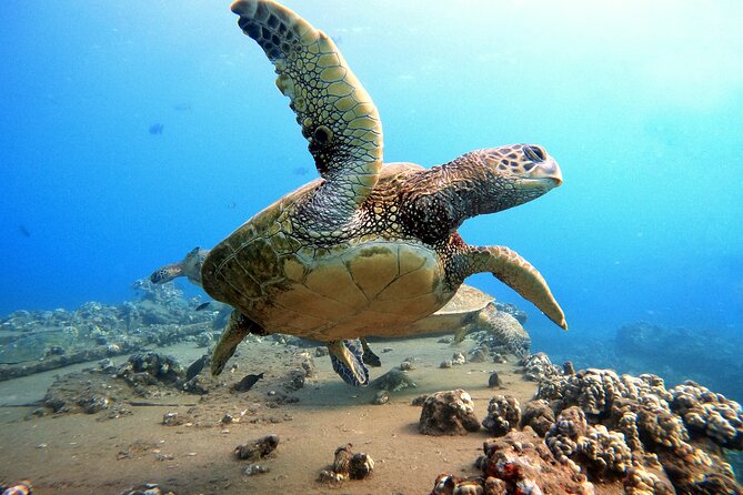 Certified Divers! Scuba dive the Ka'anapali Coast and more! - Shore-based scuba on Kaanapali: what the 2 hours really mean