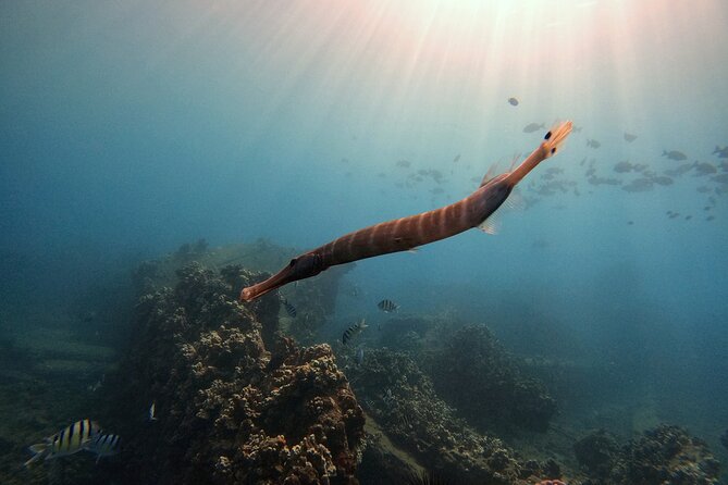 Certified Divers! Scuba dive the Ka'anapali Coast and more! - Price and value: is $169 a fair deal?