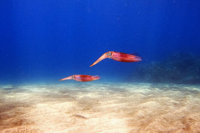 Certified Divers! Scuba dive the Ka'anapali Coast and more! - Who should book this, and who should skip it