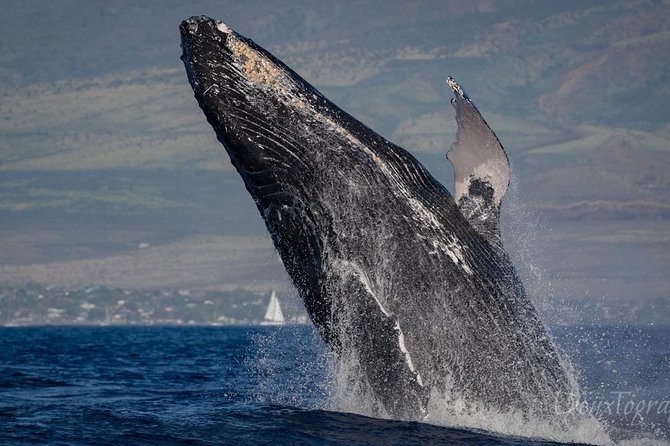 Custom Private Adventure - From Lahaina to open water, on your own schedule