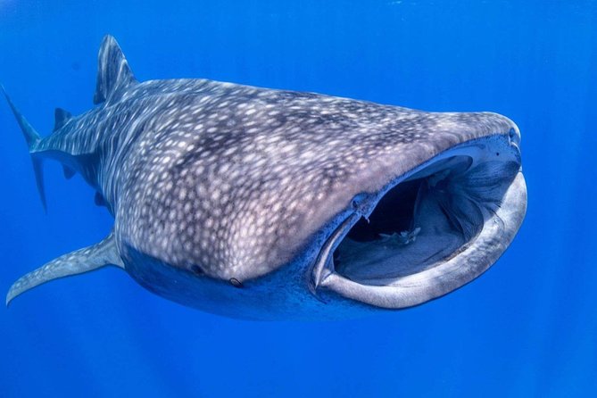 Custom Private Adventure - Snorkeling gear, drift snorkeling, and easy sea turtle time
