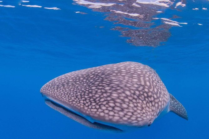 Custom Private Adventure - Health screening and trip limits, especially around SCUBA