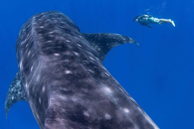 Custom Private Adventure - Maui or Lanai: how your captain builds the day