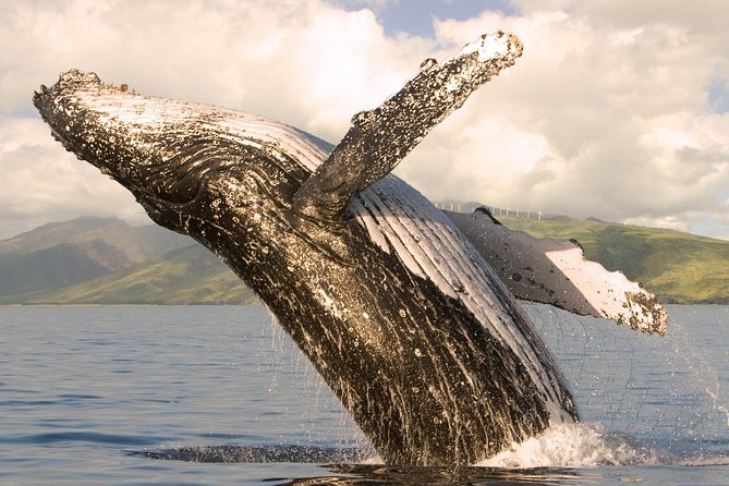 Deluxe Whale Watching Sail on Maui - Key Things That Make This Whale Sail Worth Your Time