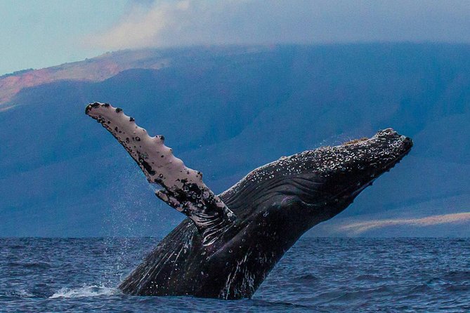 Deluxe Whale Watching Sail on Maui - What You’re Really Buying: A Premium Whale Watch, Not Just a Boat Ride