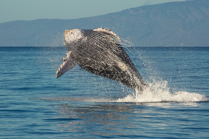 Deluxe Whale Watching Sail on Maui - What the Pacific Whale Foundation Crew Helps You Spot