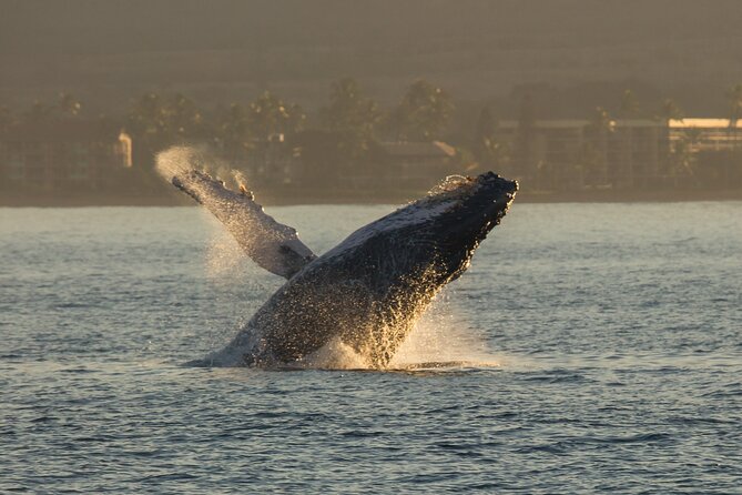 Deluxe Whale Watching Sail on Maui - Humpback Moments: Mothers and Calves, Male Competition, and the Show You Don’t Force
